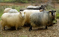 Picture of Sheep